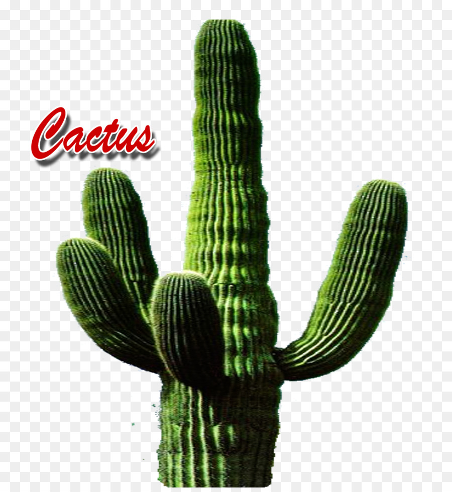 Cactus，Triângulo De Cactus PNG