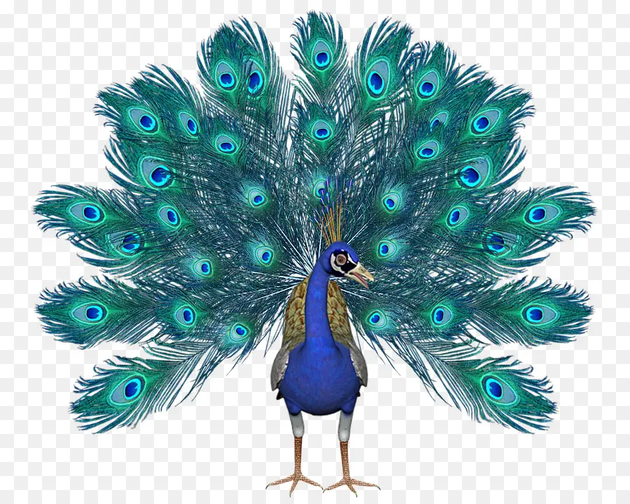 Peafowl，Papel De Parede Da área De Trabalho PNG