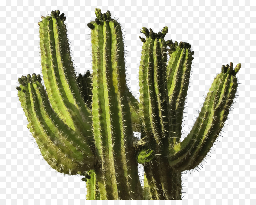 Cactus, Desenho, Saguaro png transparente grátis