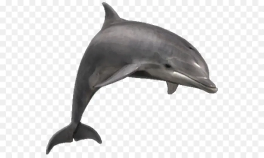 Golfinho Comum，Dolphin PNG