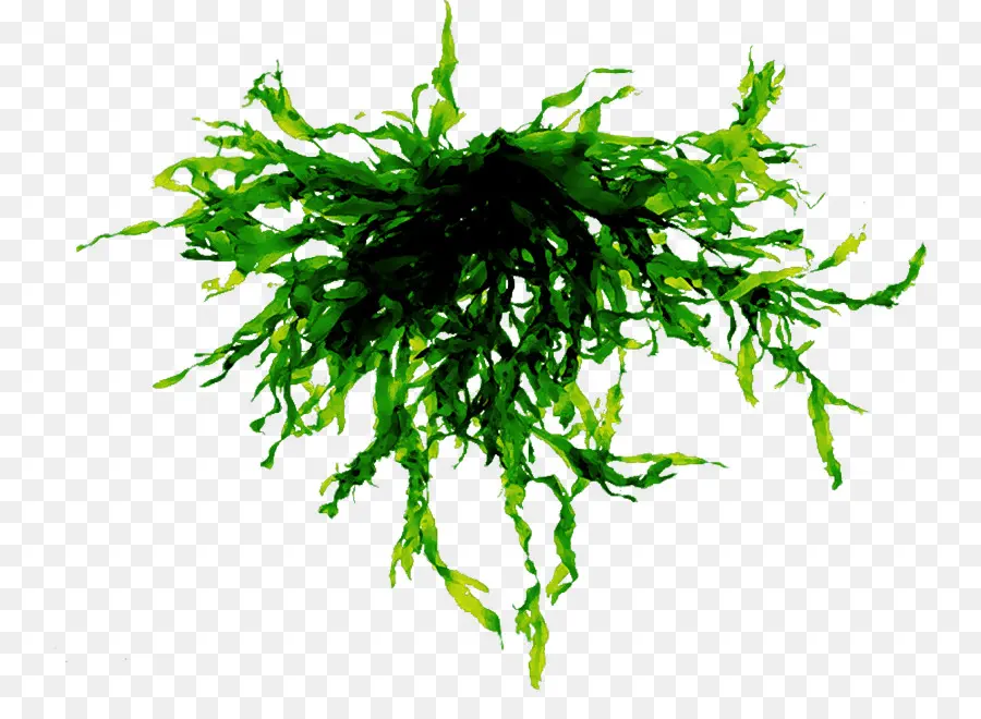 Algae，Algas PNG