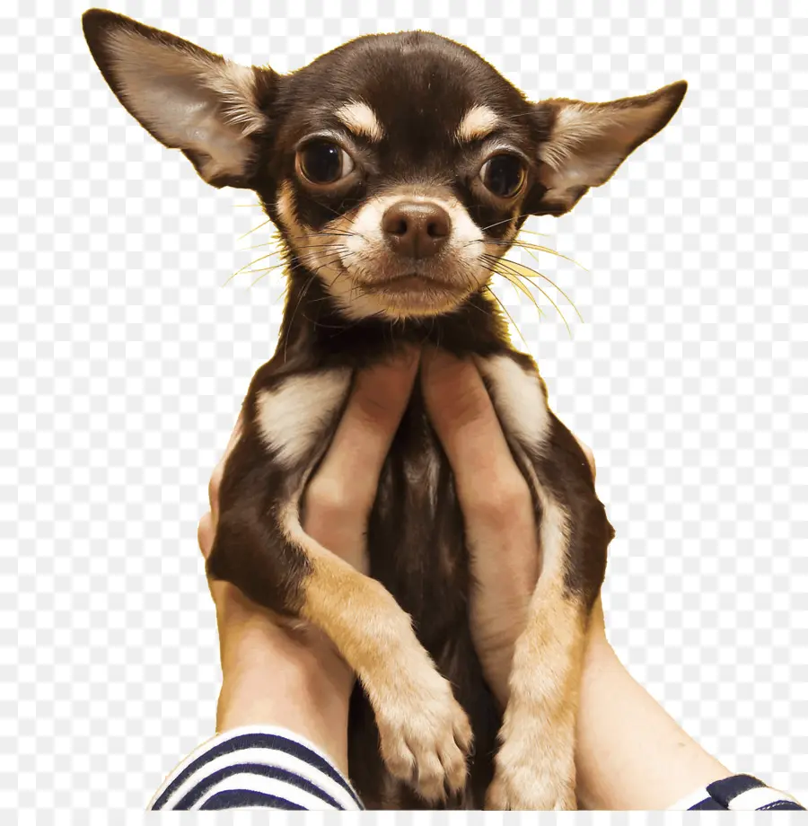 Chihuahua，Cachorro PNG