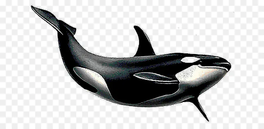 Baleia Assassina，Cetacea PNG