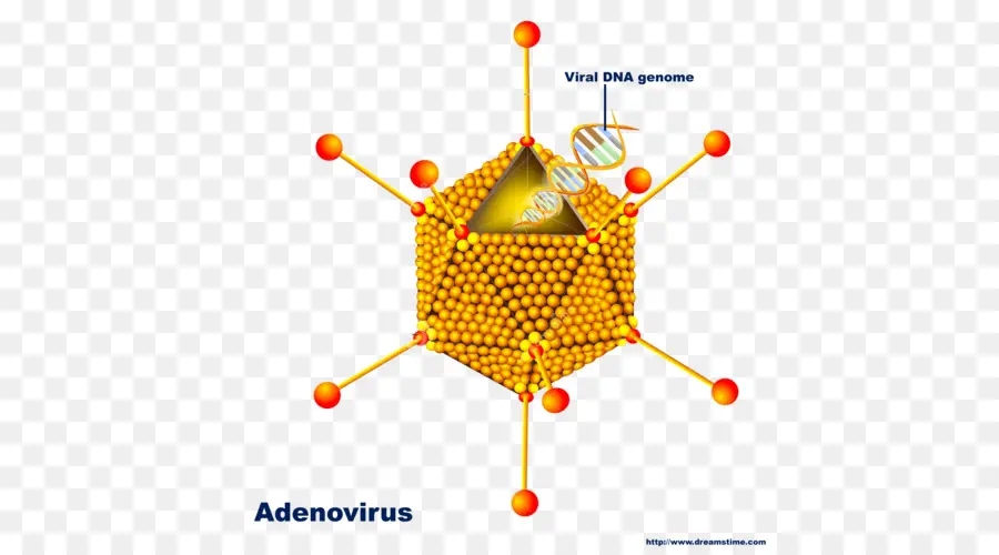 Adenovírus，Adn PNG