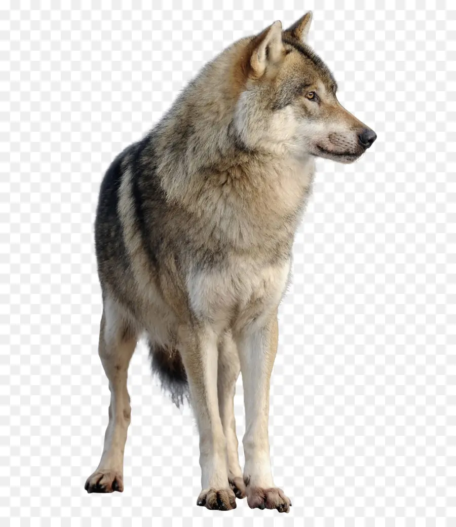 Lobo Negro，Lobo PNG