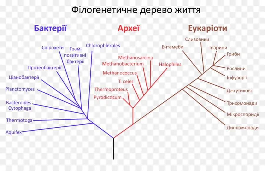 árvore Filogenética，Filogenia PNG