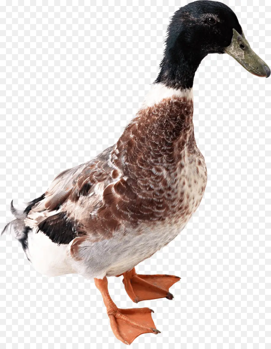 Pato，Pássaro PNG