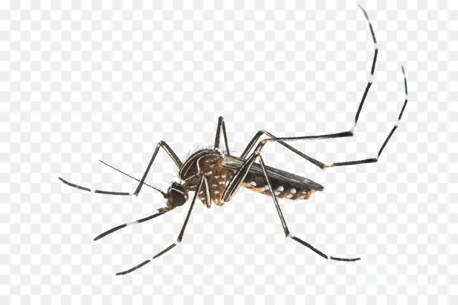 Inseto，A Febre Amarela Mosquito PNG