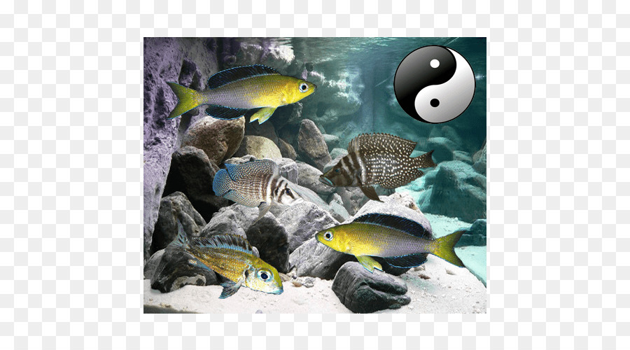 Peixes ósseos，Aquário PNG