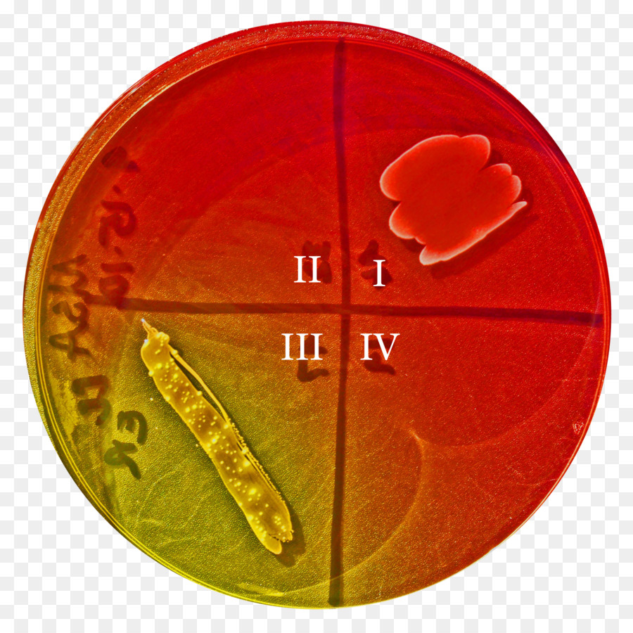 Mannitol Salt Agar，A E Coli PNG