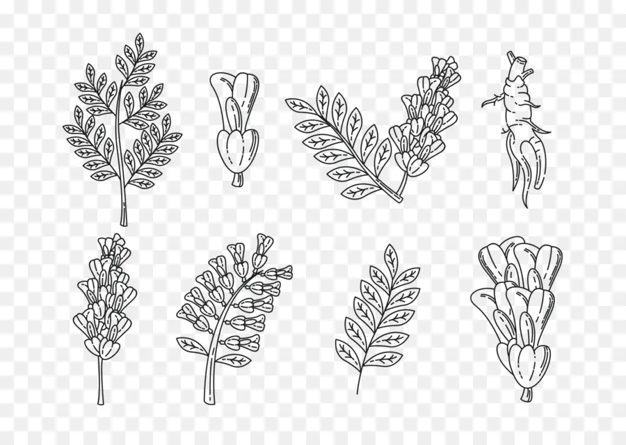 Plantas，Folhas PNG