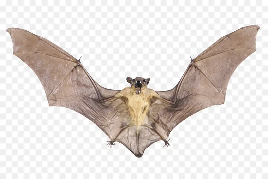 Bat，Asa PNG