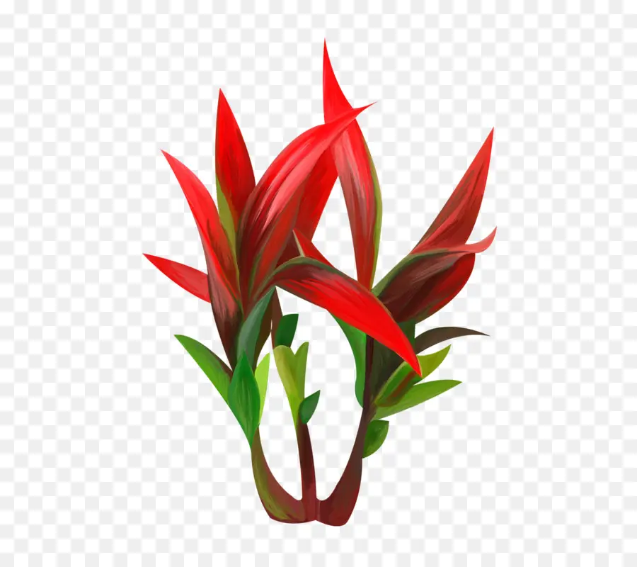 Plantas，Vermelho PNG