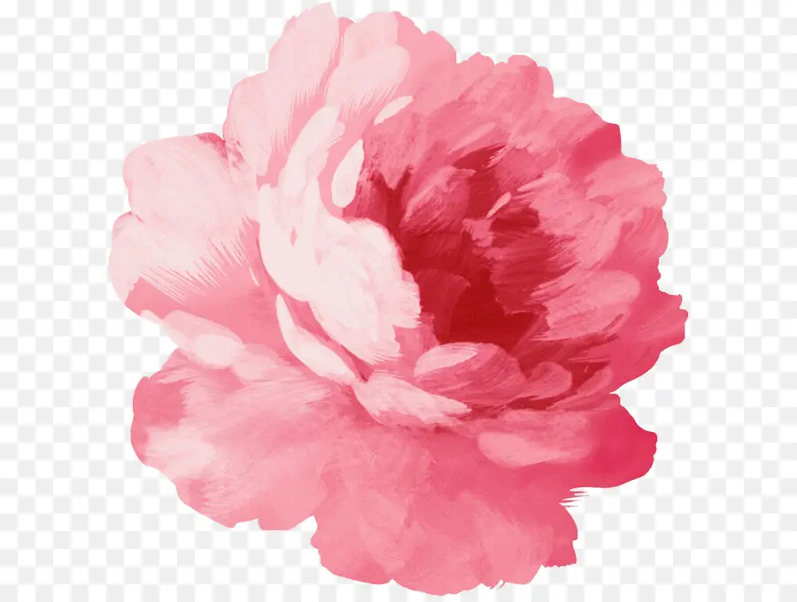 Flores Cor De Rosa，Pintura Em Aquarela PNG