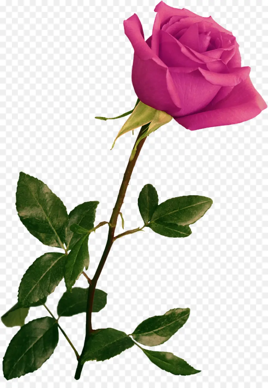 Rosa Rosa，Flor PNG