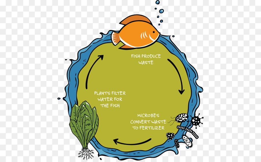 Diagrama De Aquaponia，Peixe PNG