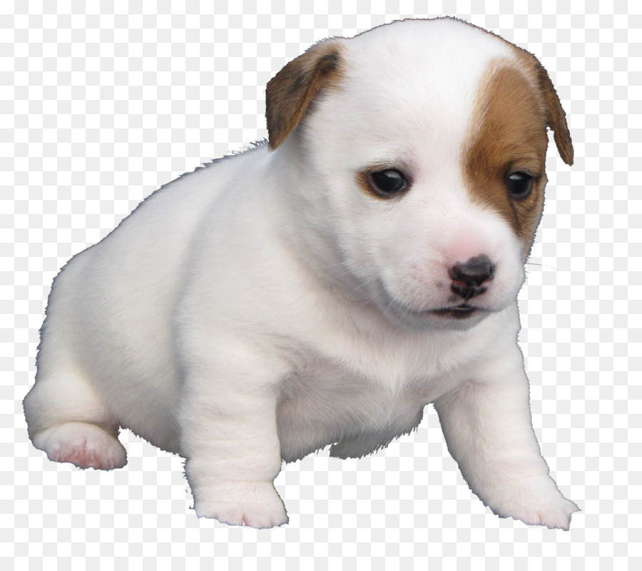 Quil Ceda Clínica Veterinária，Jack Russell Terrier PNG