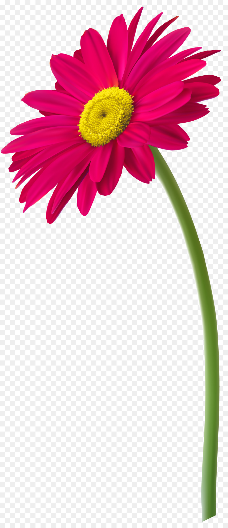 Flor，Vaso PNG