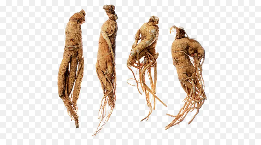 Chá De Ginseng，O Ginsenoside PNG