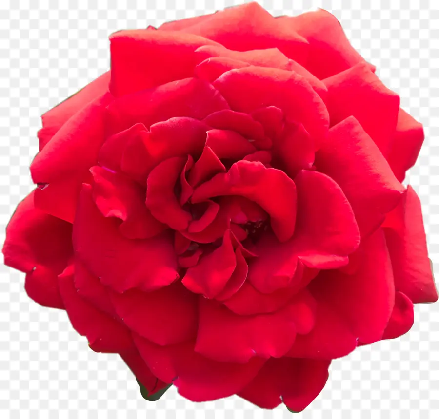 As Rosas Do Jardim，Vermelho PNG