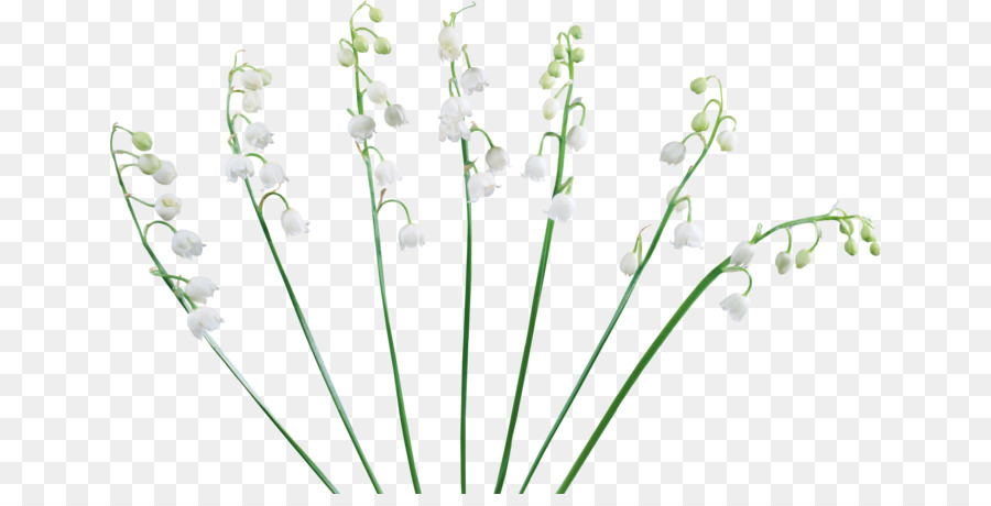 Lavanda，Design Floral PNG