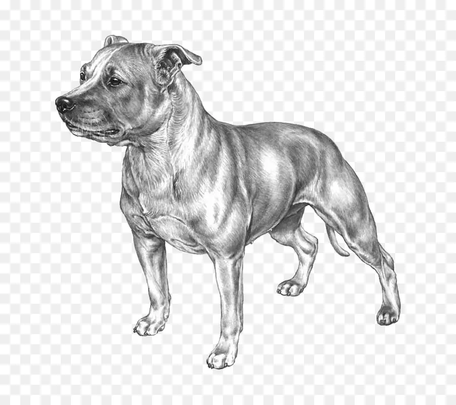 Raça Do Cão，Staffordshire Bull Terrier PNG