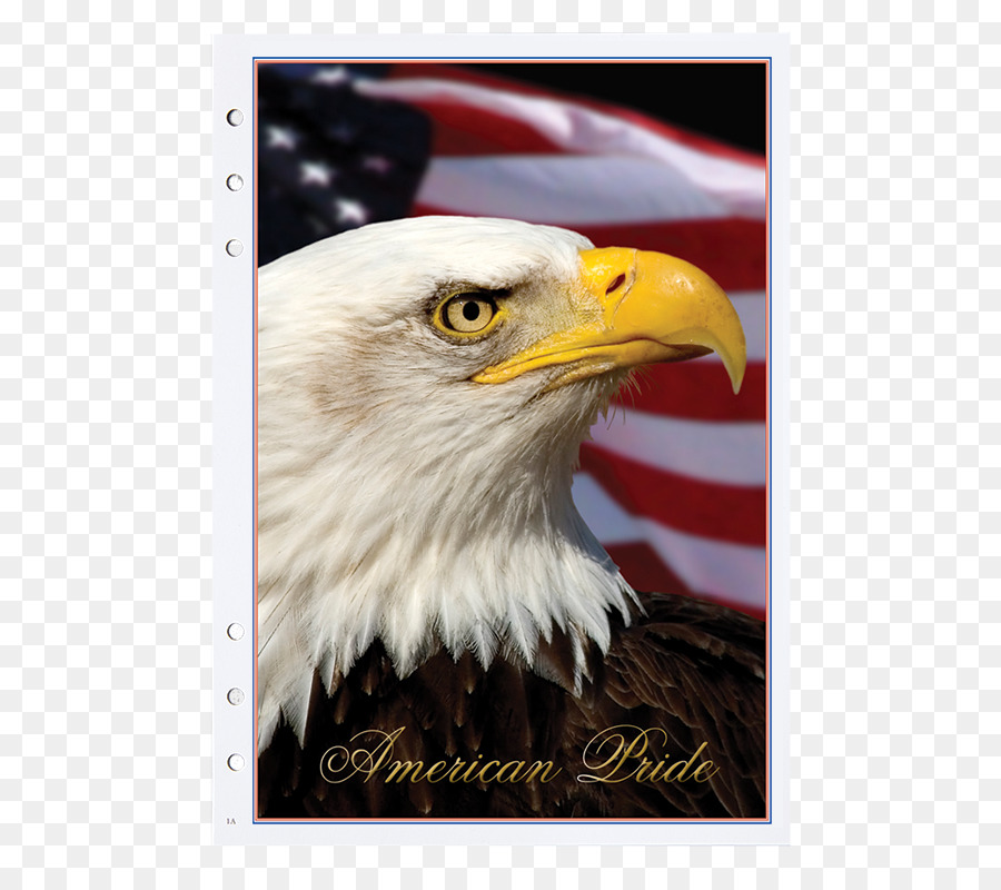 Estados Unidos Da América，águia Careca PNG