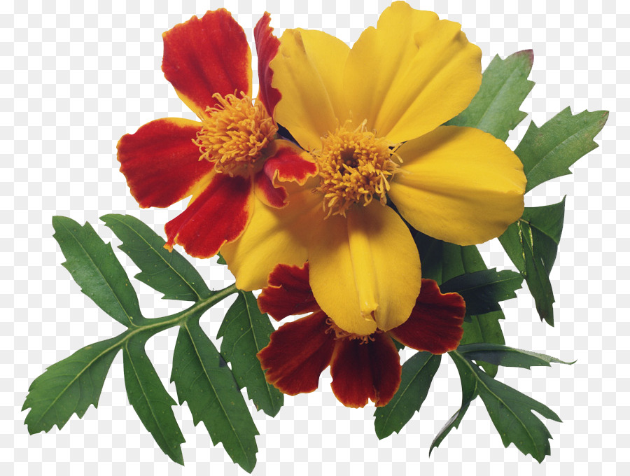 Flor De Nascimento，Flor PNG