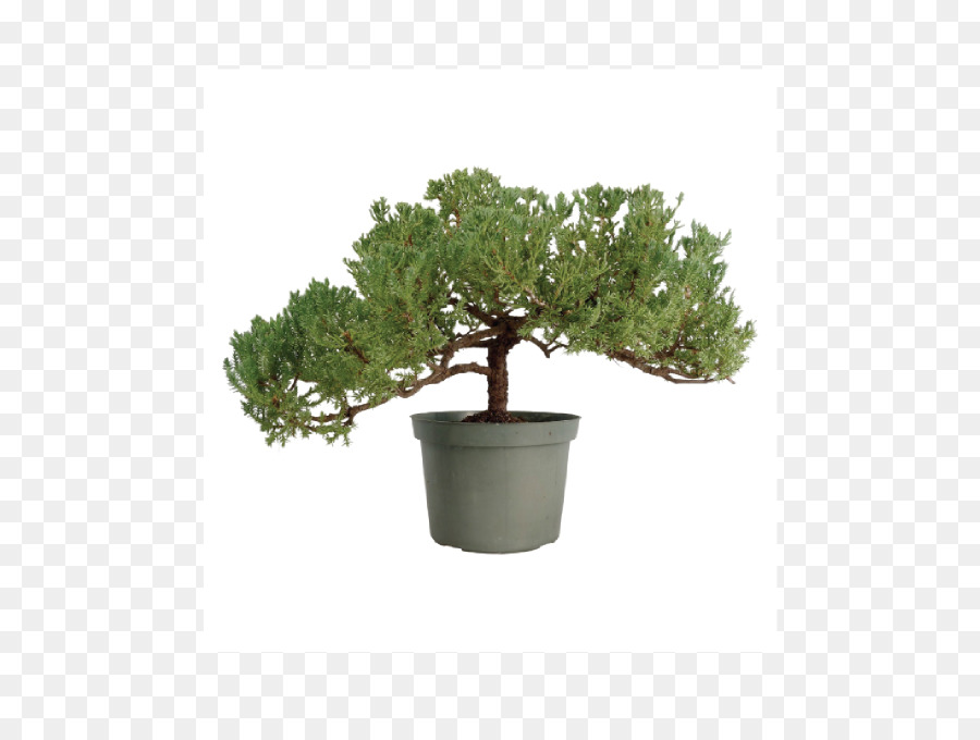 Árvore Bonsai，Pote PNG