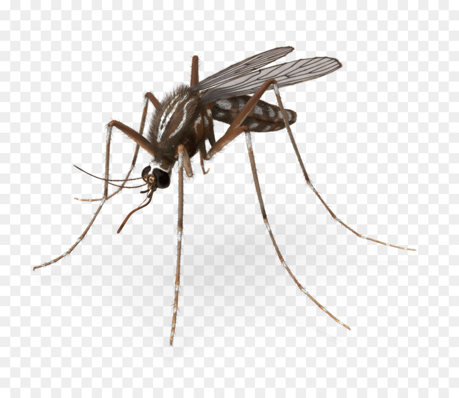 Mosquito，Praga PNG