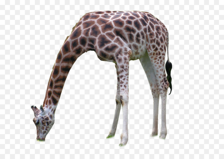 Girafa，Pescoço PNG