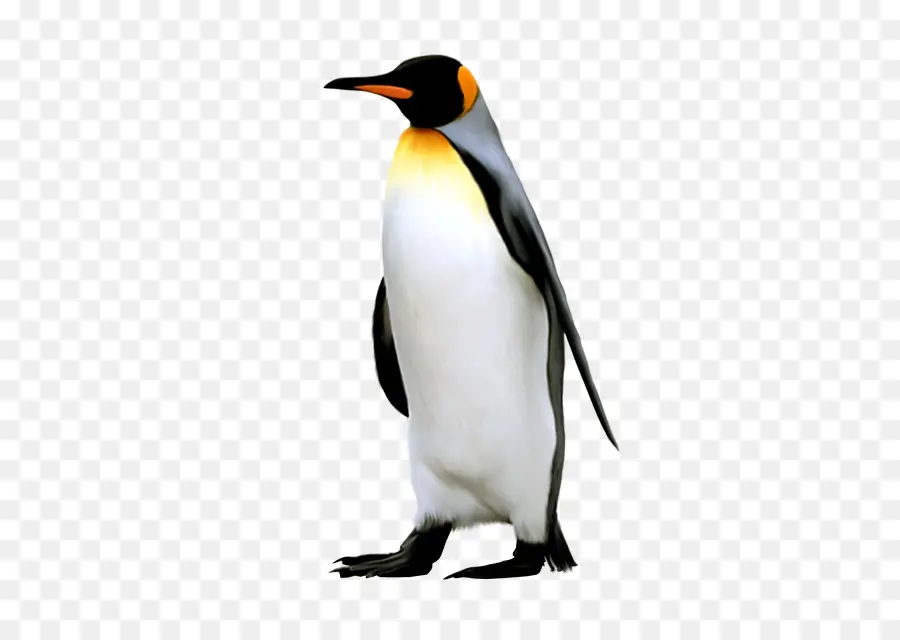 Penguin，Pinguim Rei PNG