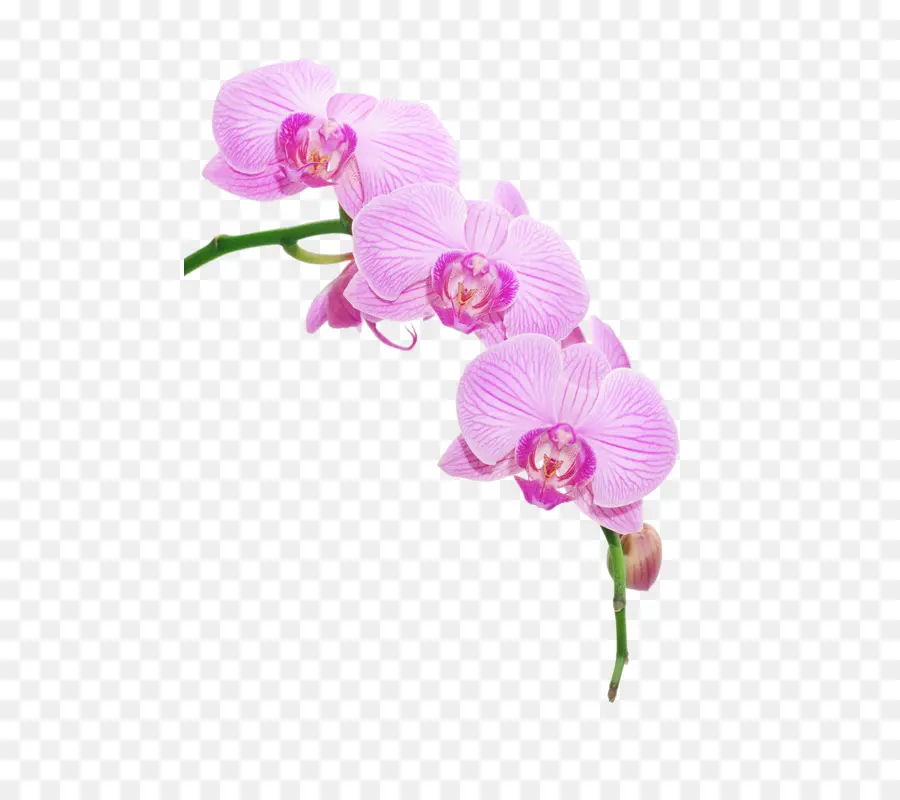 Orquídeas，Modelo PNG