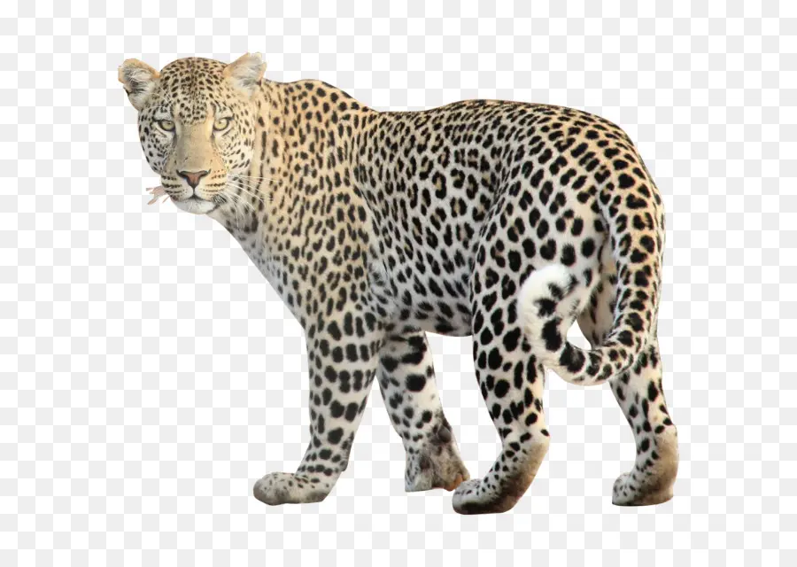 Jaguar，Cheetah PNG