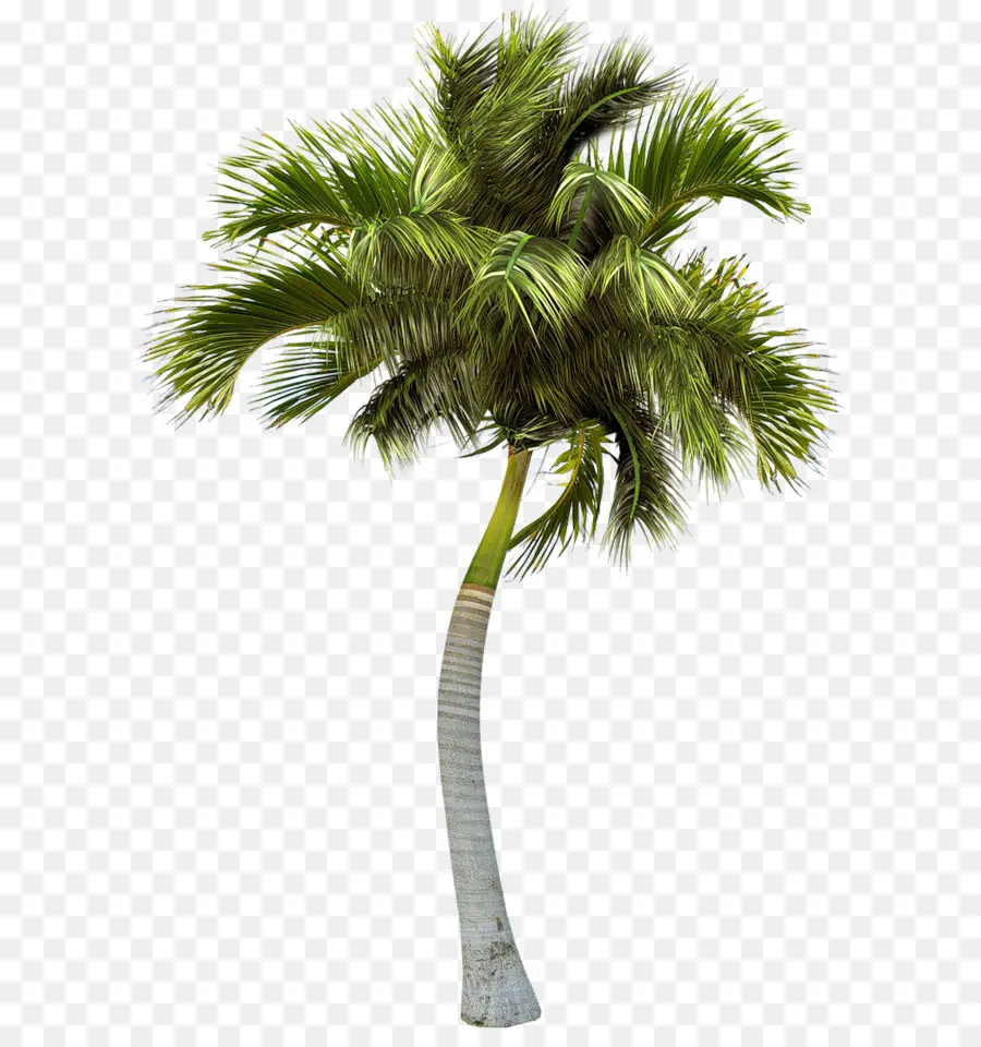 Palmyra Asiática Palm，Palmeiras PNG