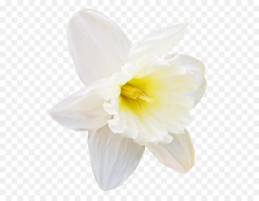 Narciso，Narcissus PNG
