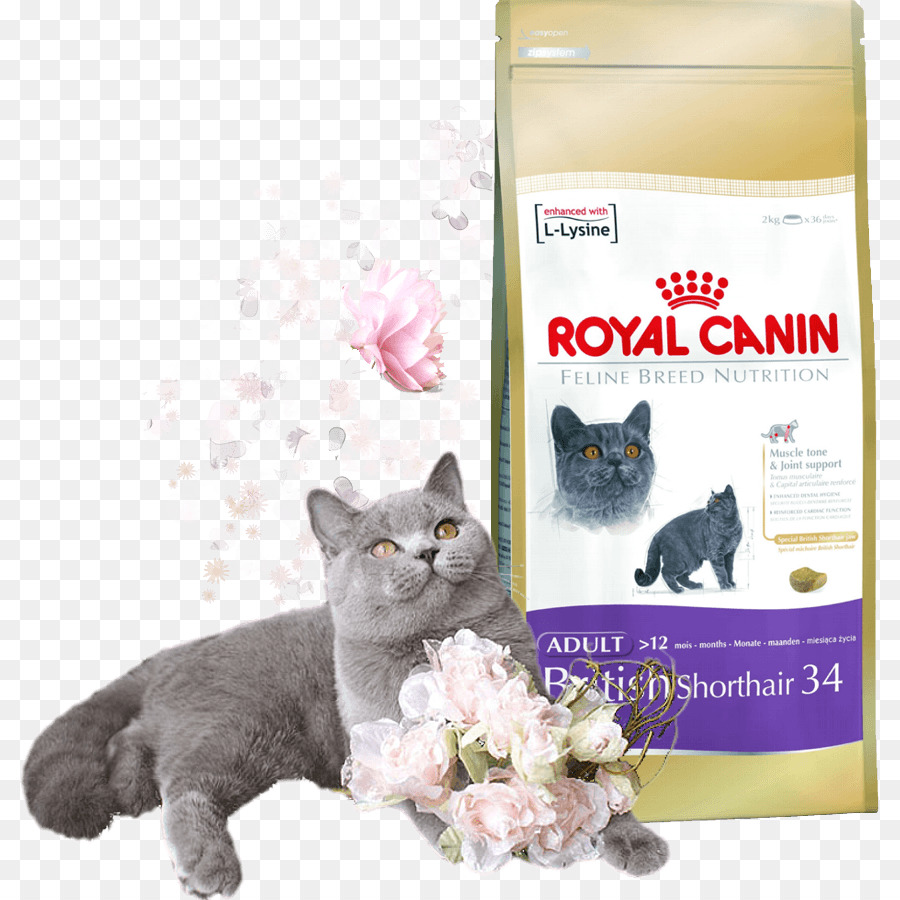 British Shorthair，Comida De Gato PNG