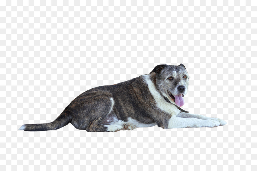 Tshirt，Cachorro PNG