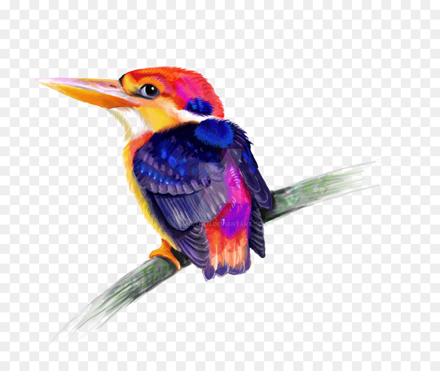 Kingfisher，Aves PNG