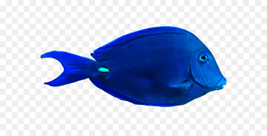 Peixe，Aquático PNG