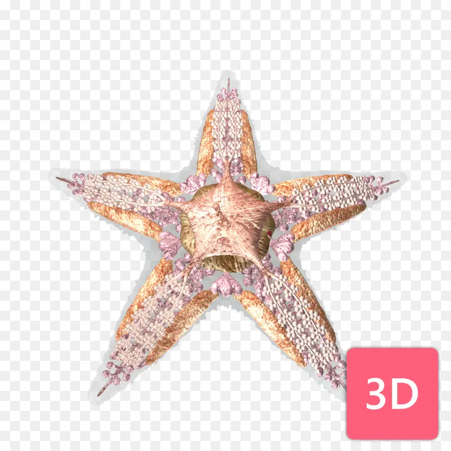 Estrela Do Mar，3d PNG