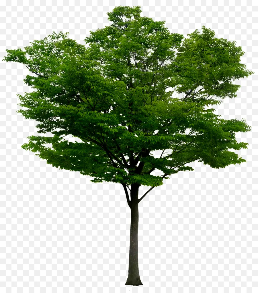 árvore，Customerstream Llc PNG