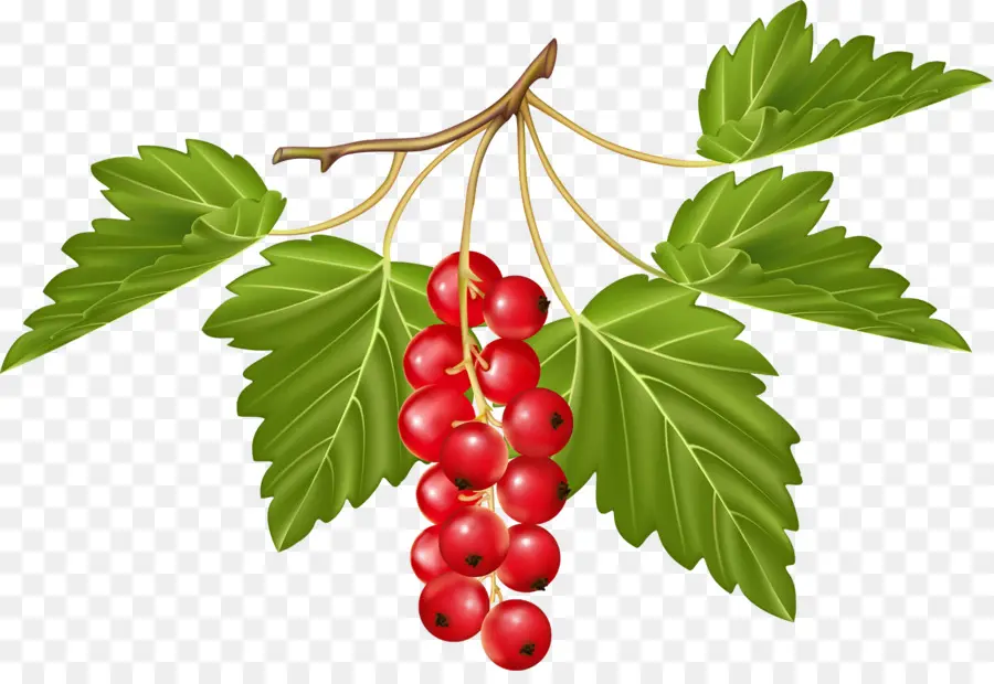 Berry，Frutas PNG