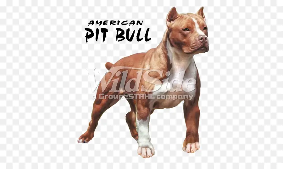 Pitbull Americano，Cachorro PNG