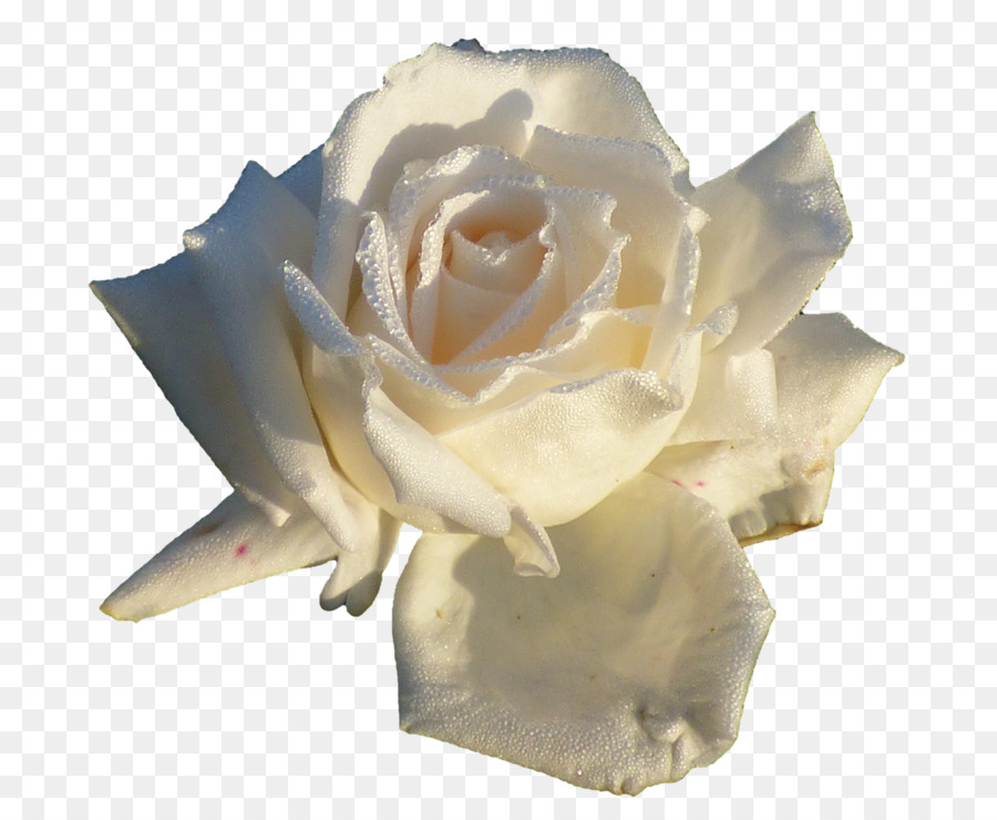 Rosa Branca，Florescer PNG