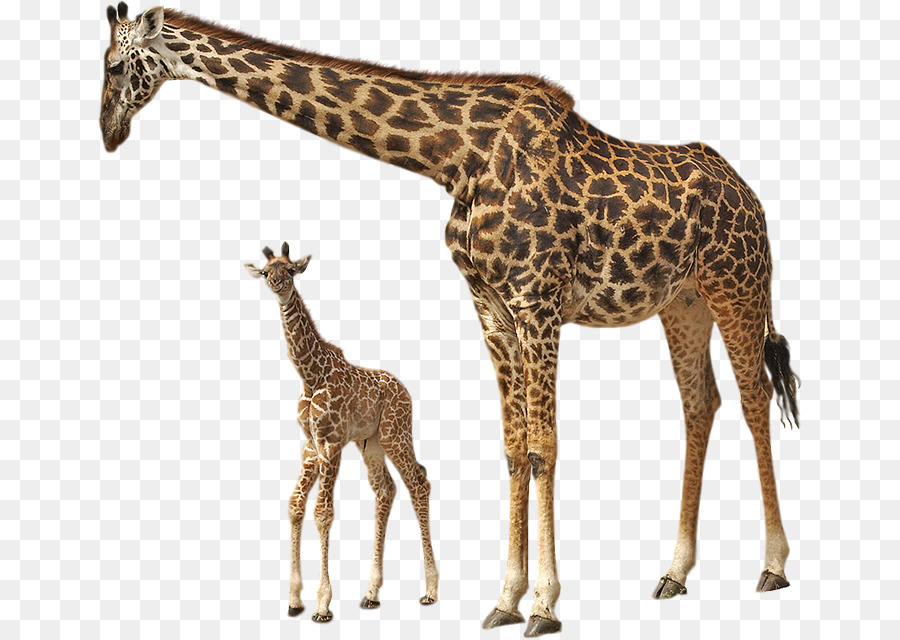 Okapi, Norte Girafa, Oeste Africano Girafa png transparente grátis
