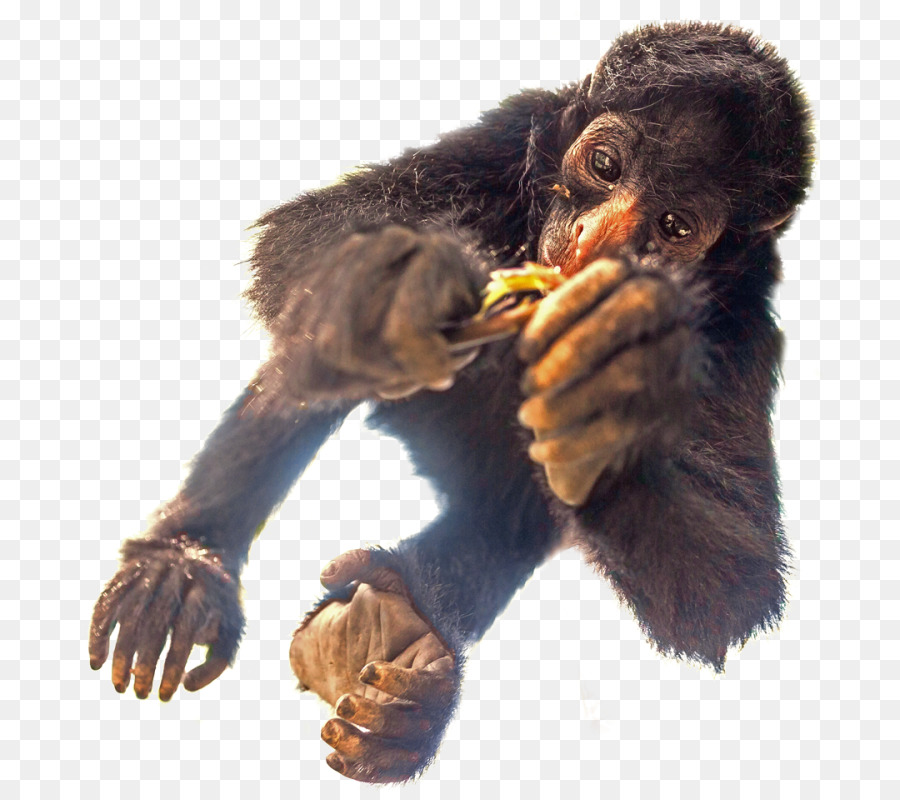 Peruano Macaco Aranha，O Caminho Verde PNG