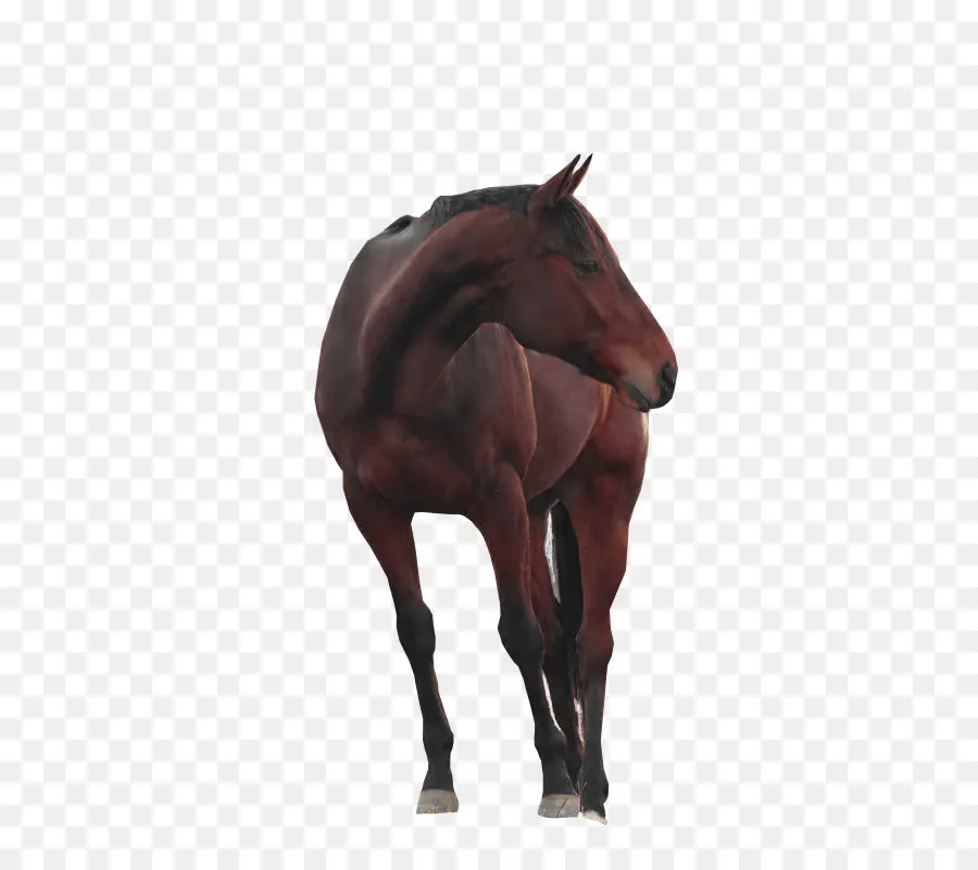 Cavalo，Equino PNG