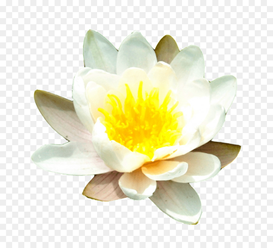 Flor De Lótus Branco，Nenúfar PNG