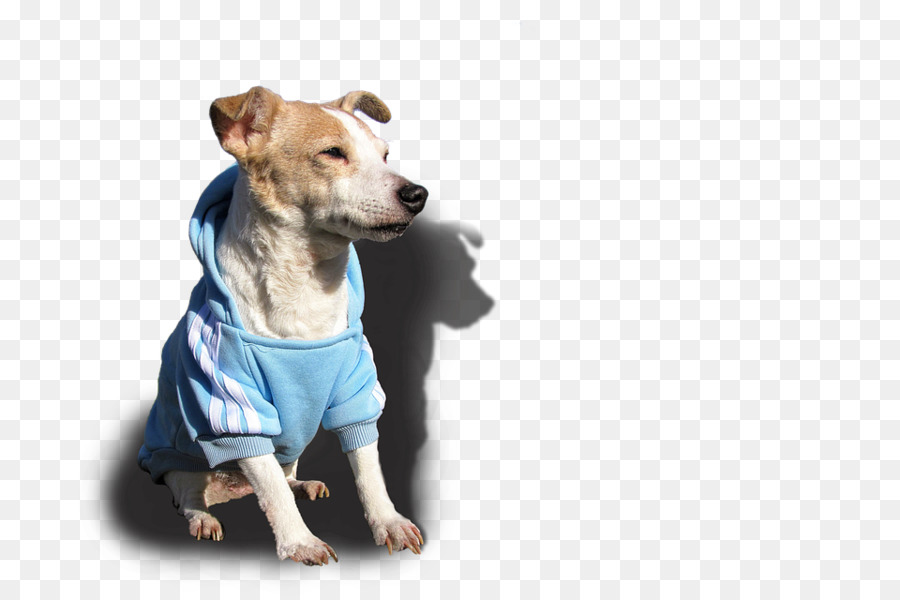 Raça Do Cão，Jack Russell Terrier PNG